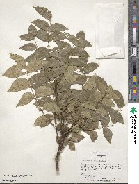 Zanthoxylum clava-herculis image