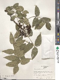 Zanthoxylum clava-herculis image