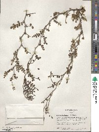 Zanthoxylum fagara image