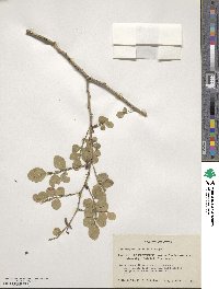 Zanthoxylum fagara image