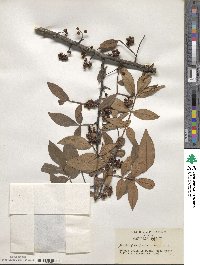 Zanthoxylum armatum image