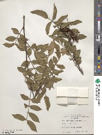 Zanthoxylum armatum image