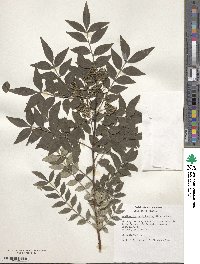 Zanthoxylum schinifolium image