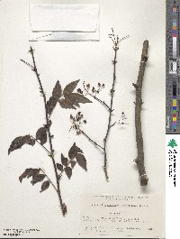 Zanthoxylum schinifolium image