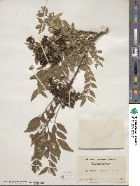 Zanthoxylum schinifolium image