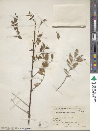 Zanthoxylum schinifolium image