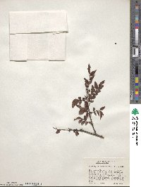 Zanthoxylum schinifolium image