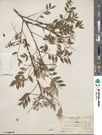 Zanthoxylum schinifolium image