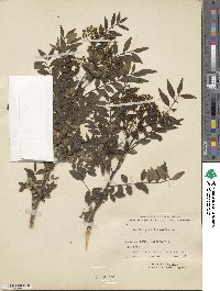 Zanthoxylum schinifolium image