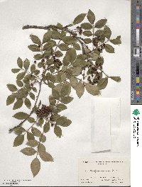 Zanthoxylum simulans image