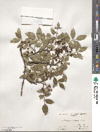 Zanthoxylum simulans image