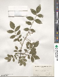 Zanthoxylum simulans image