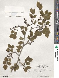 Zanthoxylum simulans image