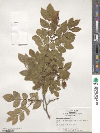 Zanthoxylum simulans image