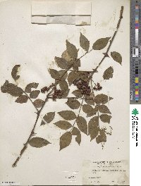 Zanthoxylum simulans image