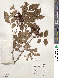 Zanthoxylum simulans image