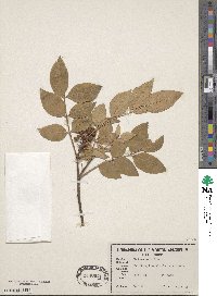 Zanthoxylum simulans image