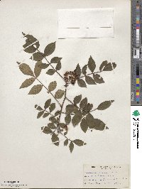 Zanthoxylum simulans image