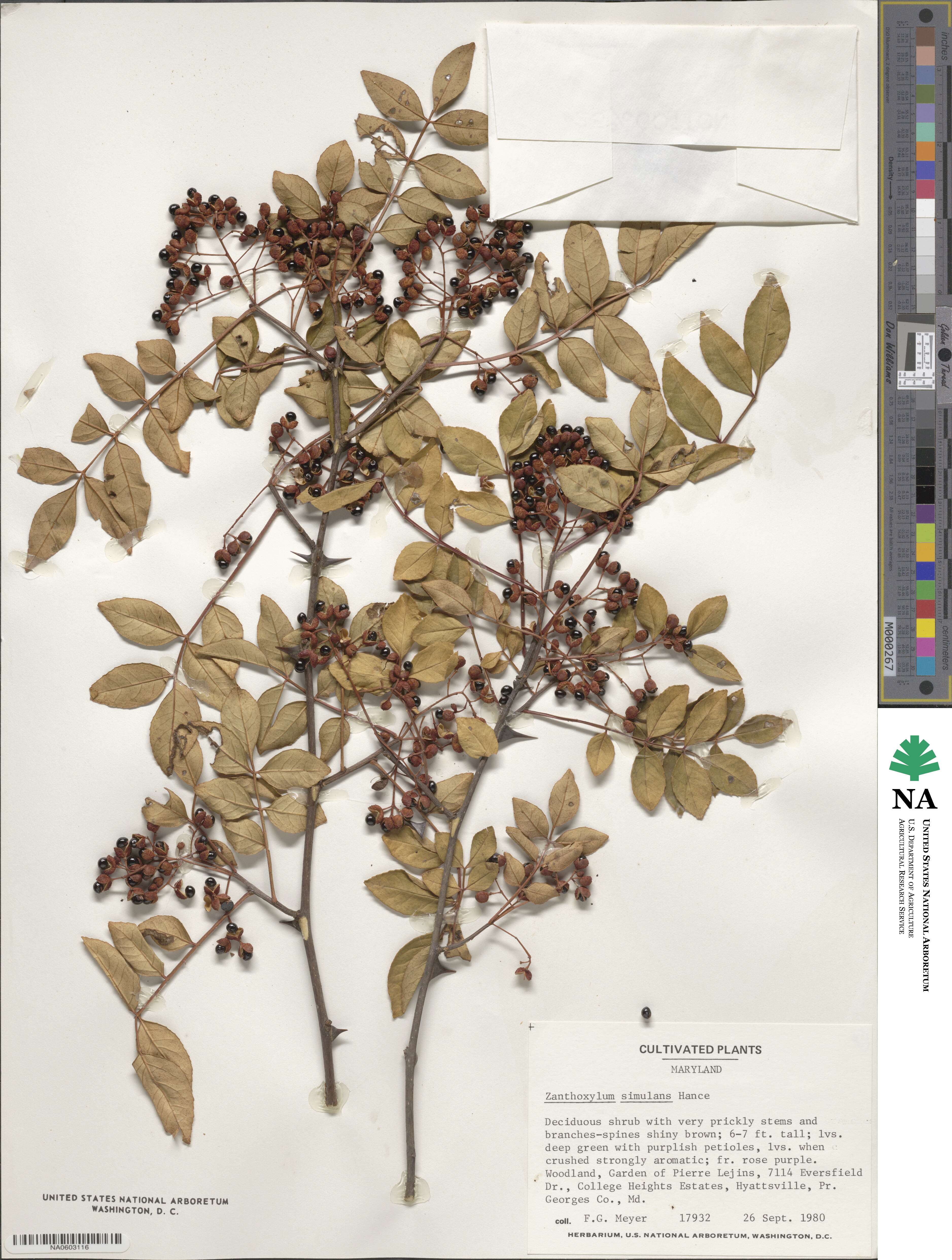 Zanthoxylum simulans image