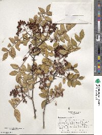 Zanthoxylum simulans image