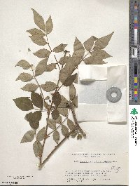 Zanthoxylum simulans image