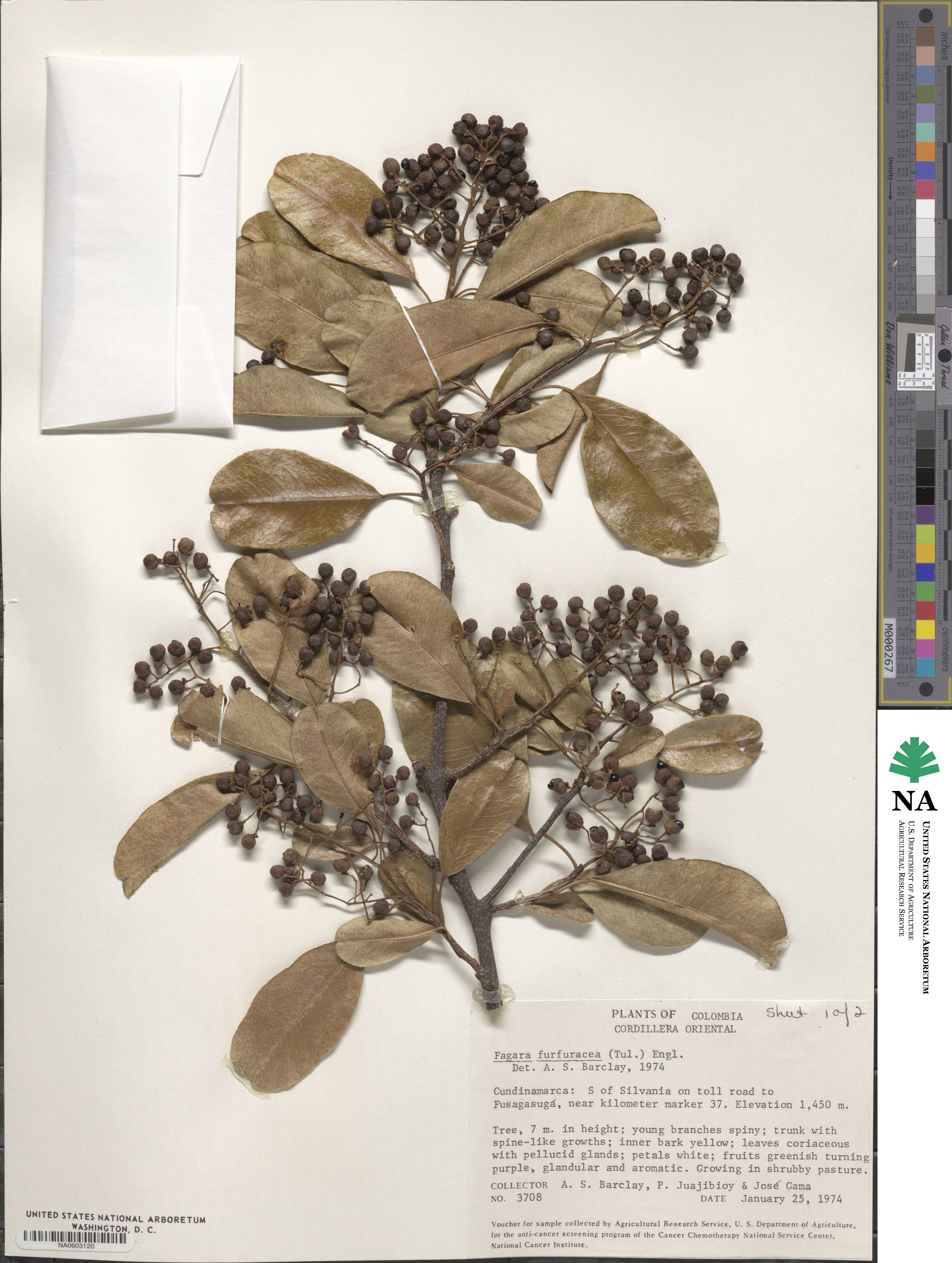 Zanthoxylum schreberi image