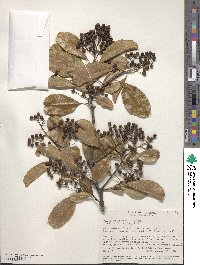 Zanthoxylum schreberi image