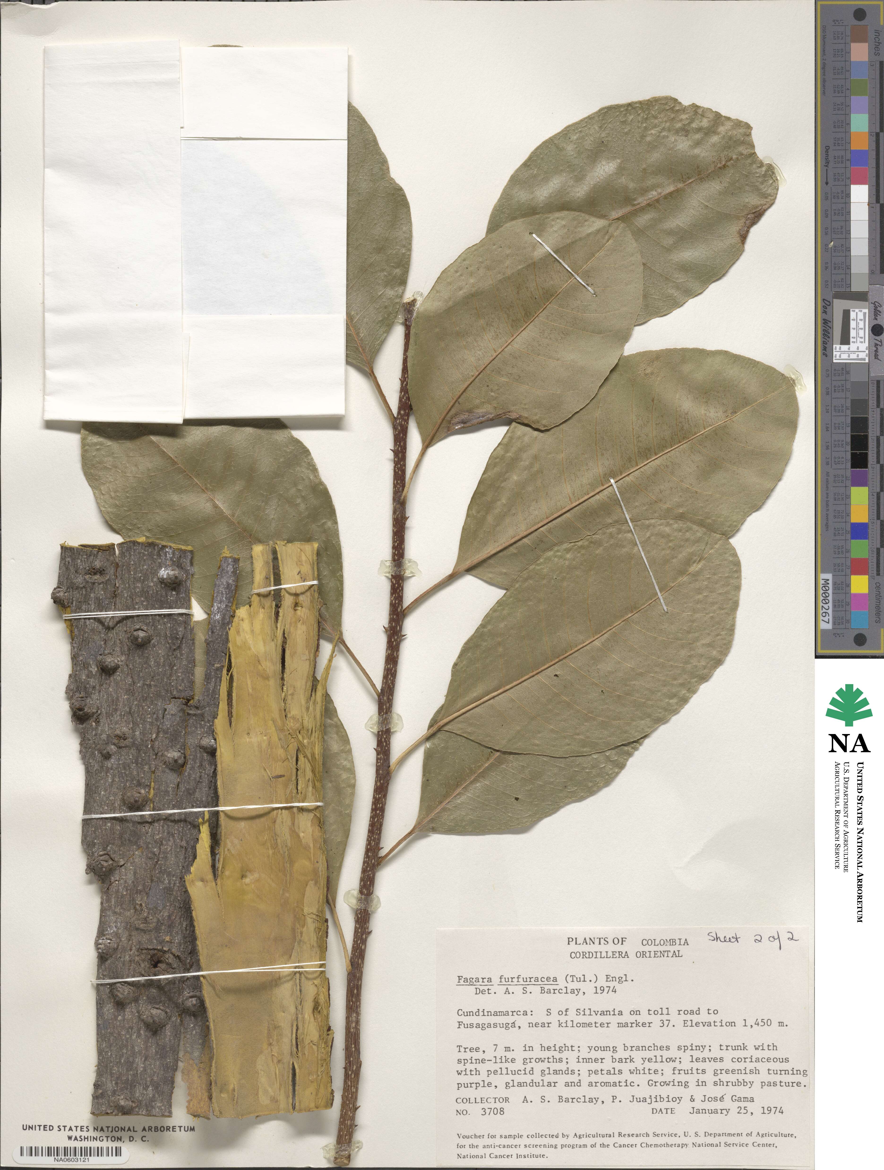 Zanthoxylum schreberi image