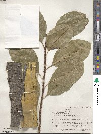 Zanthoxylum schreberi image