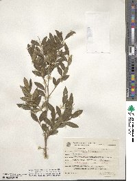 Zanthoxylum schreberi image