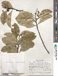 Zanthoxylum schreberi image