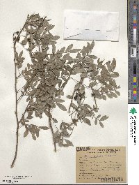 Zanthoxylum fagara subsp. fagara image