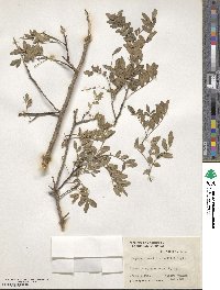 Zanthoxylum fagara subsp. fagara image