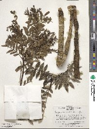 Zanthoxylum mayu image