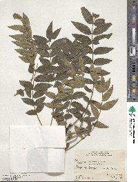 Zanthoxylum mayu image