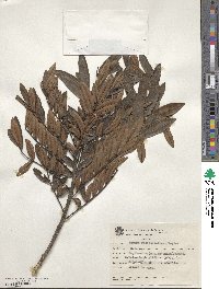 Zanthoxylum rhoifolium image