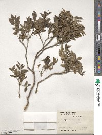 Zanthoxylum rhoifolium image