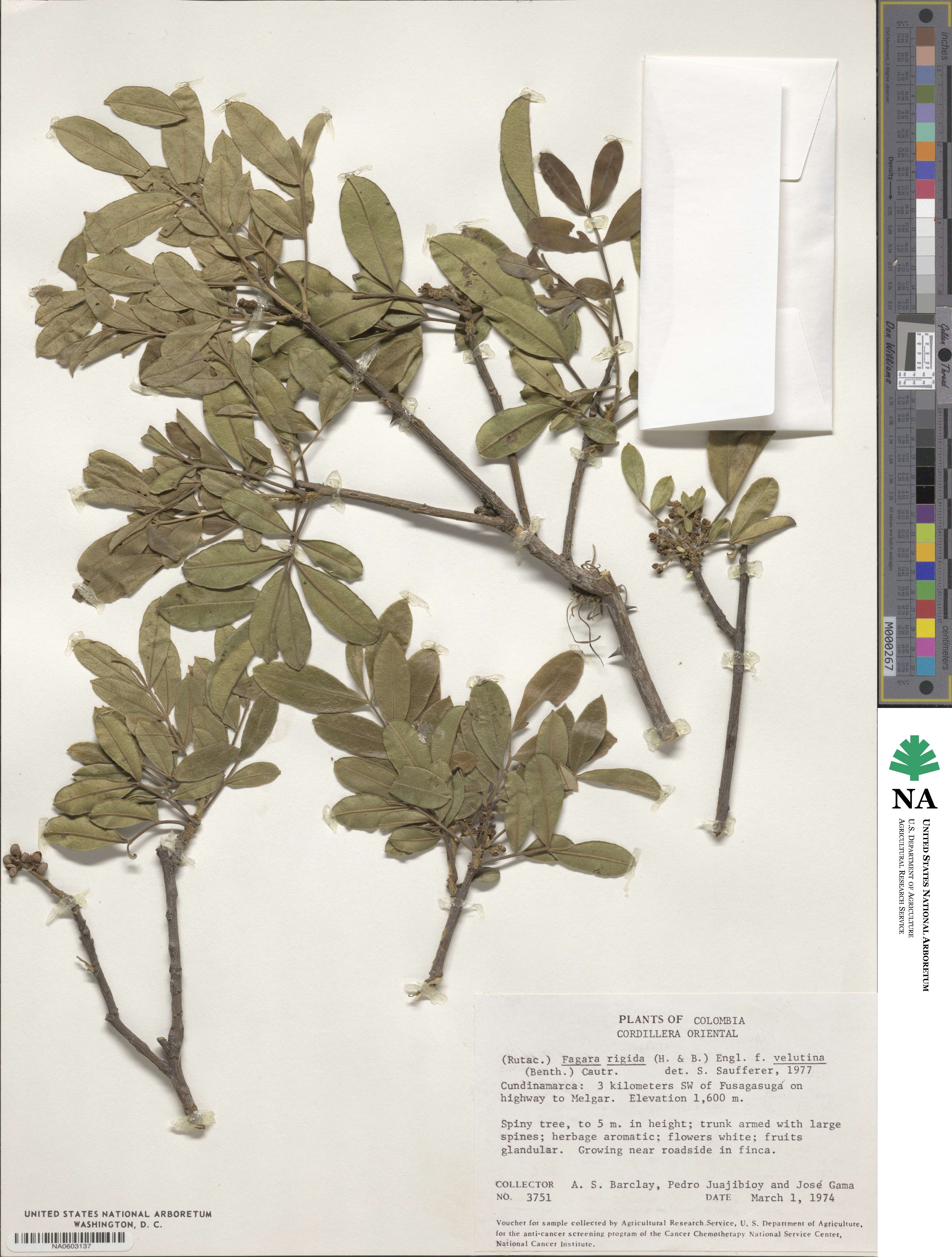 Zanthoxylum rigidum subsp. rigidum image