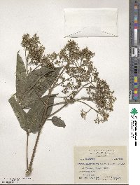 Zanthoxylum ailanthoides image