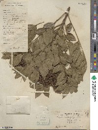 Zanthoxylum avicennae image