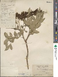 Zanthoxylum avicennae image