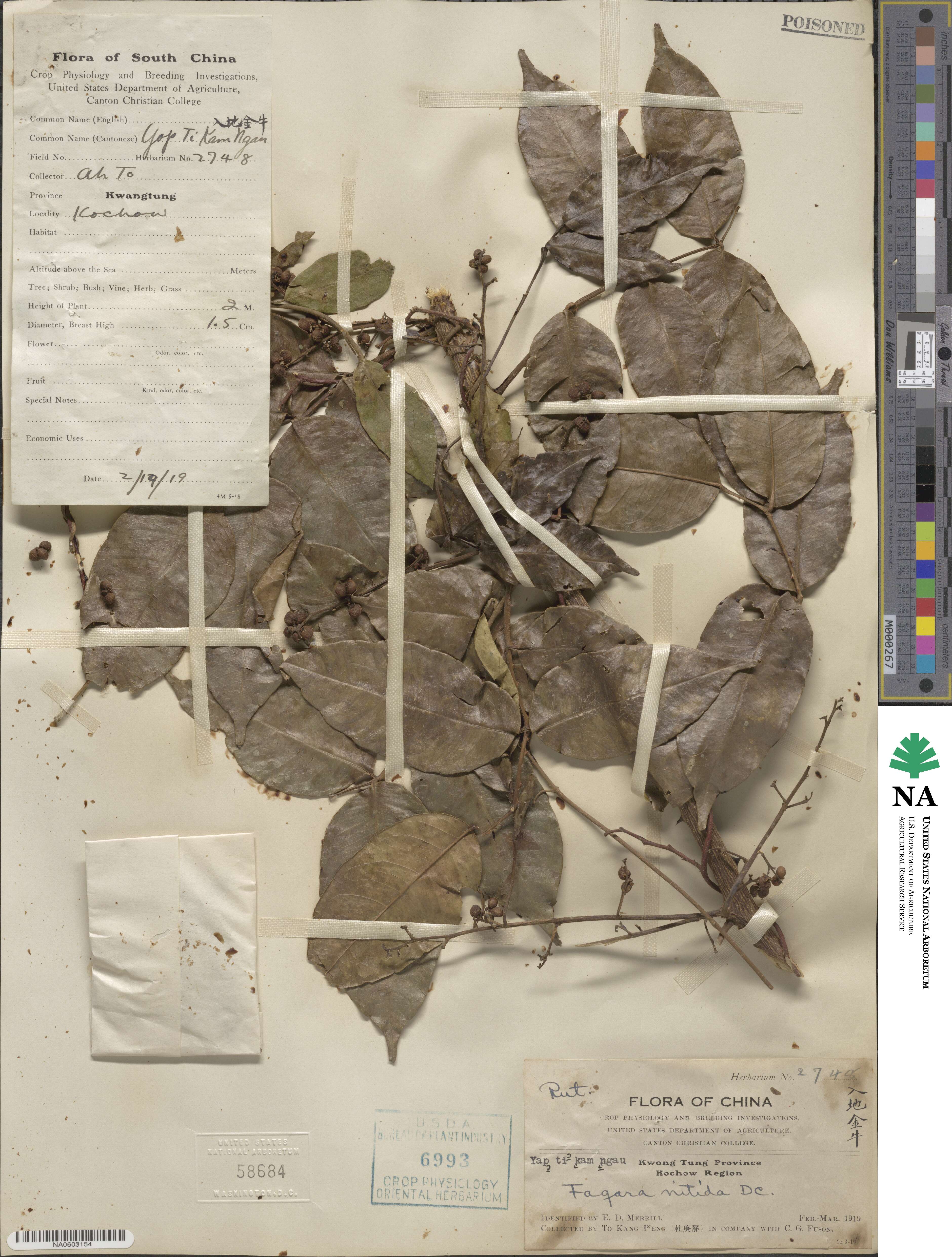 Zanthoxylum nitidum image