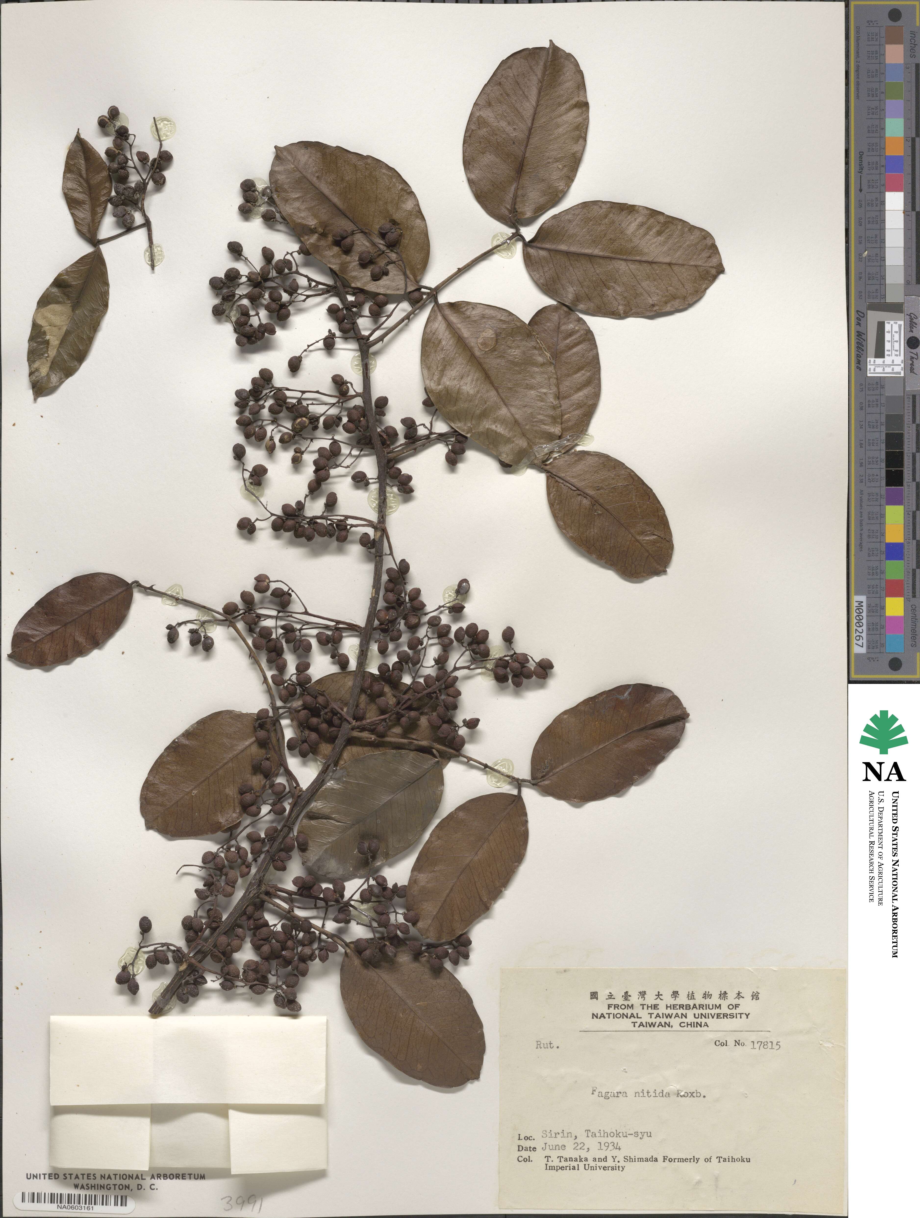 Zanthoxylum nitidum image