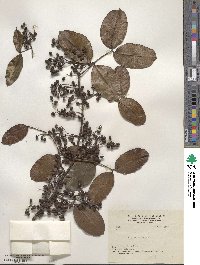 Zanthoxylum nitidum image