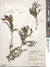 Fagara capensis image