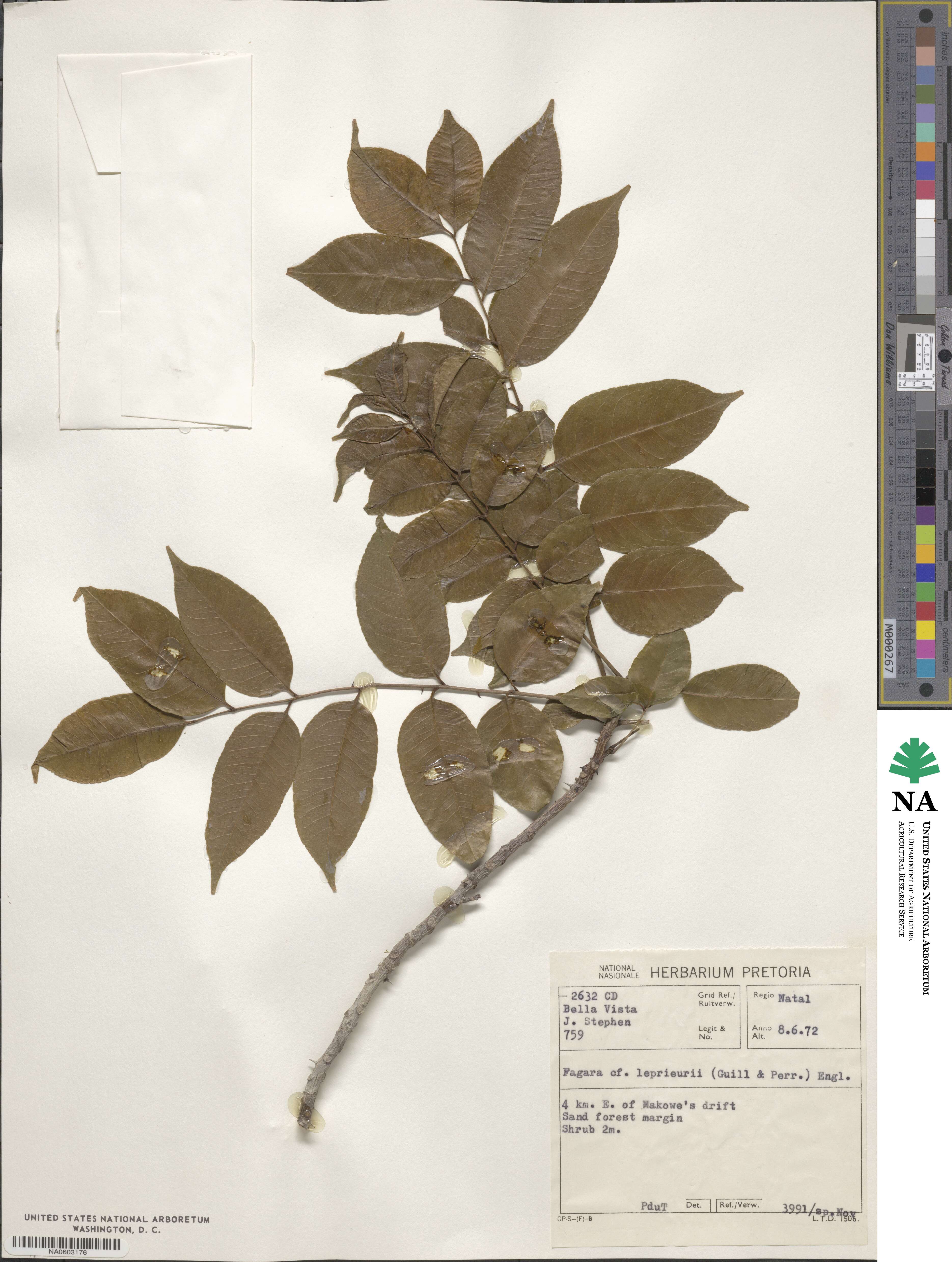 Zanthoxylum leprieurii image