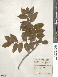 Zanthoxylum leprieurii image