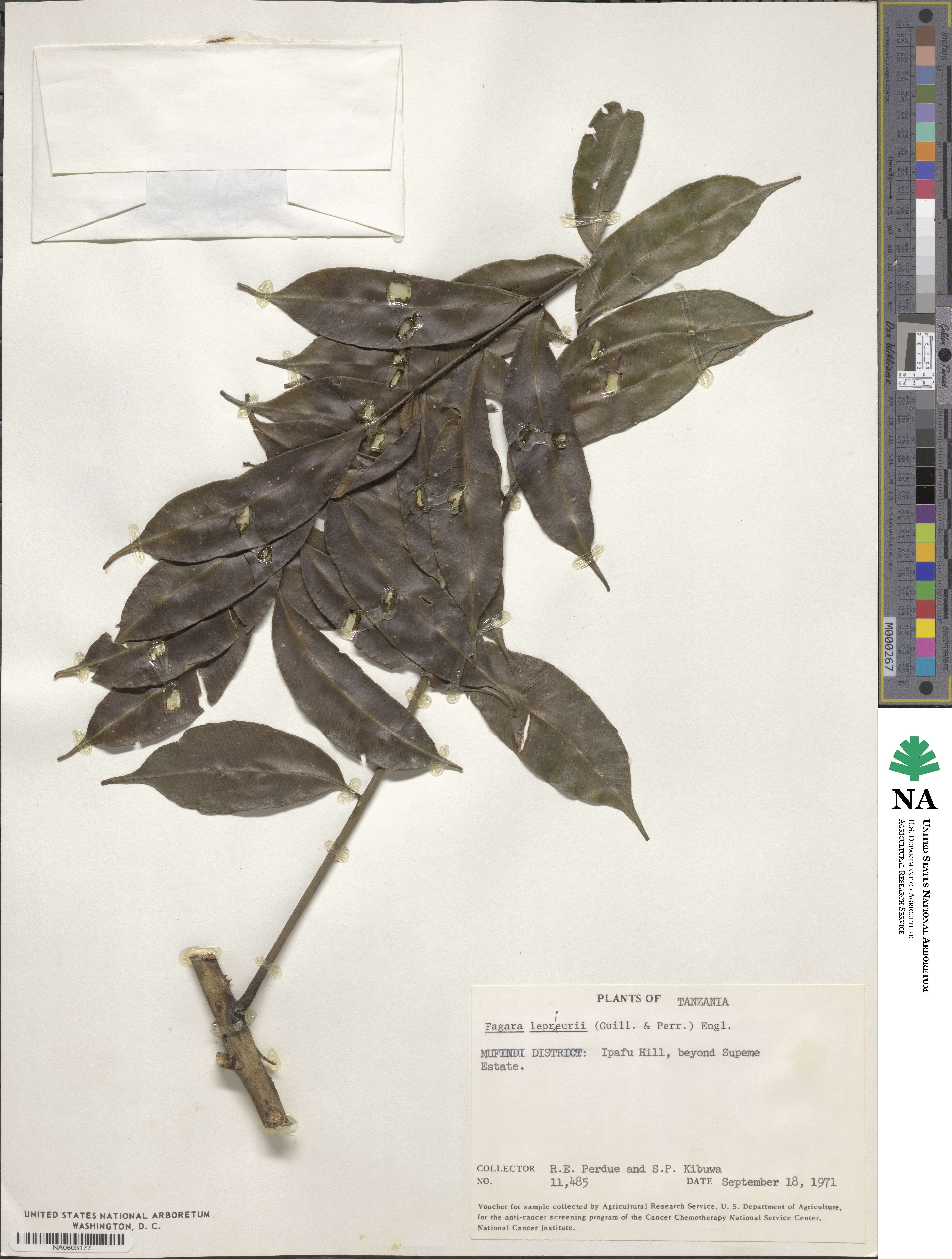 Zanthoxylum leprieurii image