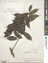 Zanthoxylum leprieurii image