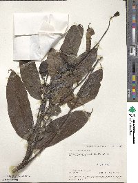 Zanthoxylum gilletii image